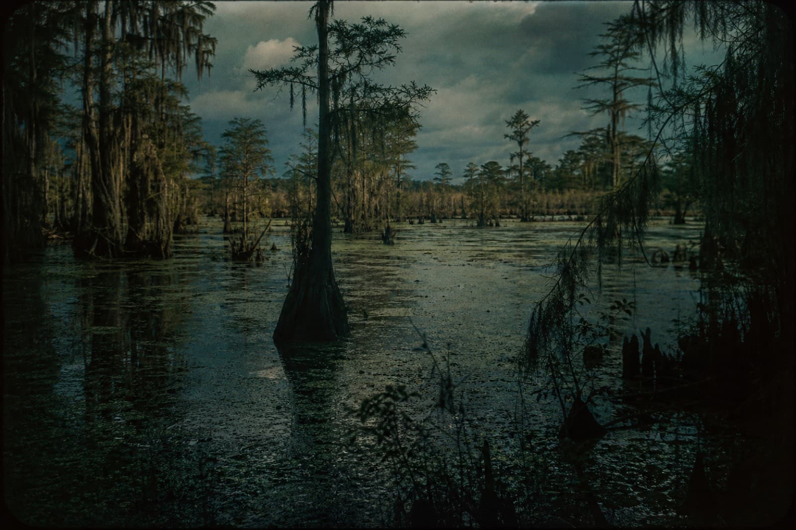 Dark Swamp