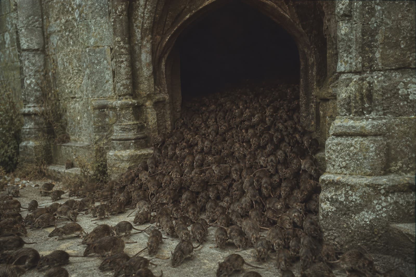 Rats in the Walls
