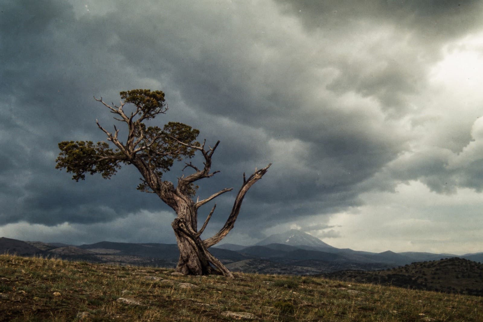 The Tree on the Hill — Miskatonic Expedition archive dossier